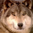 Iron Wolf